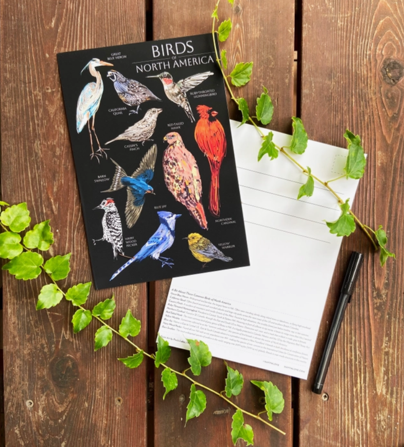 Birds of North America Postcard