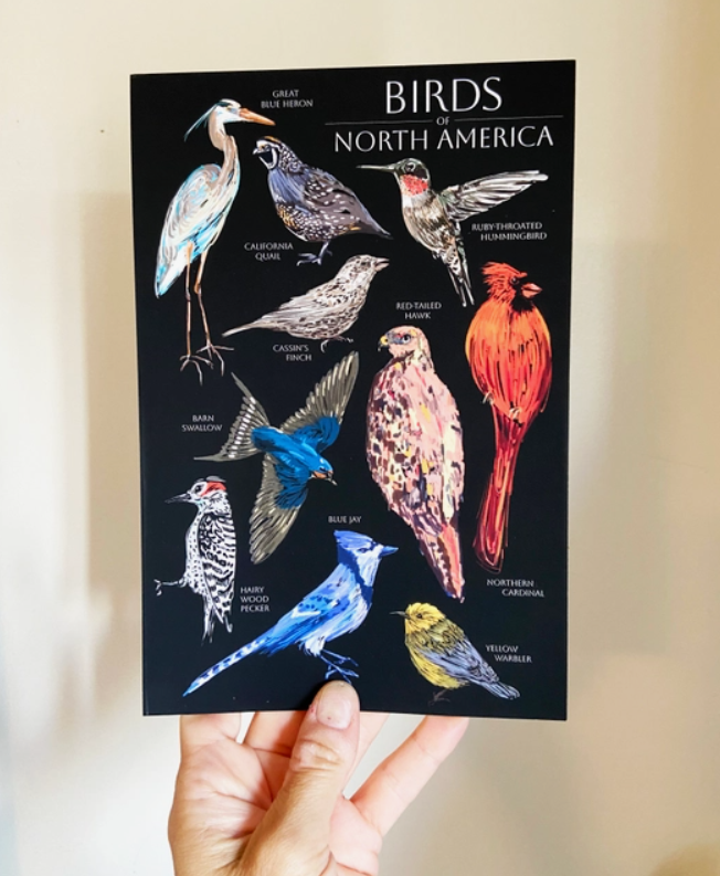 Birds of North America Postcard