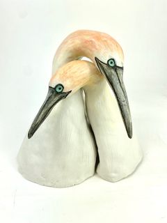 Northern Gannets