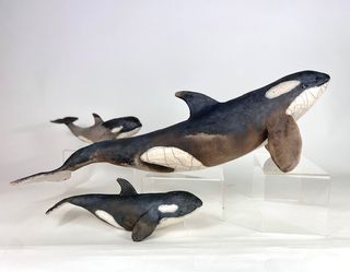 Orca Offspring