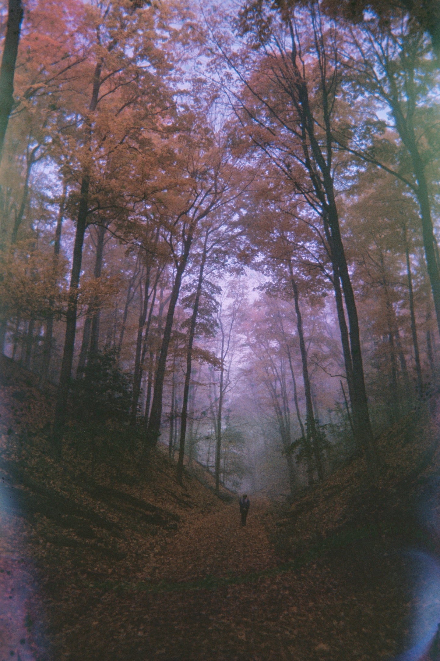 Ravine Road Trail