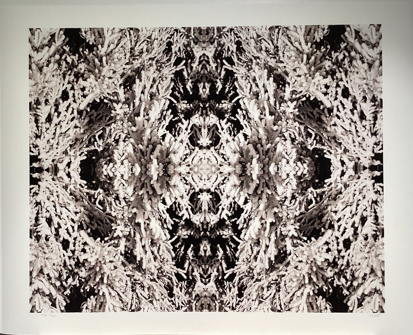 Stephen Livick _ Snow Pines 2/40. 7. 1998 (SL17)