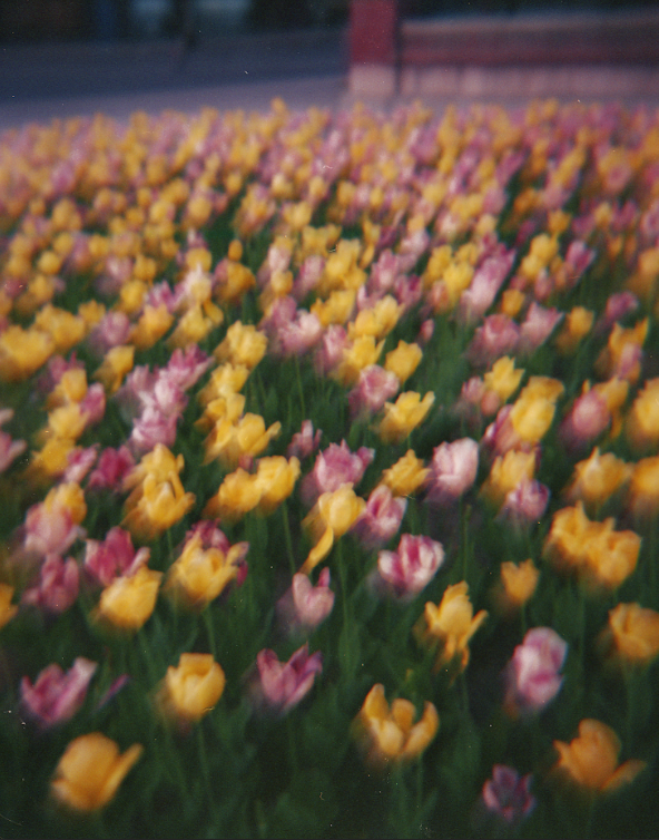 Gage Park ii.
