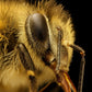 What the Bees See