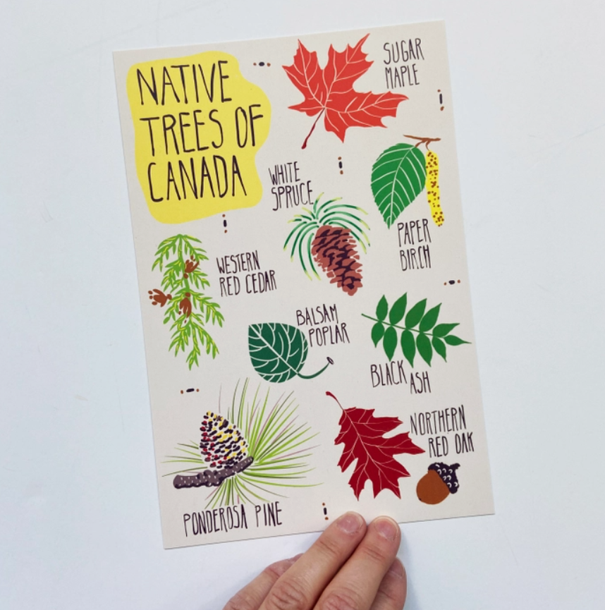 Native Trees of Canada Postcard